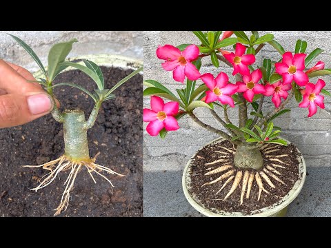 Video: Плюмерия гүлүнүн тамчысын оңдоо - Эмне үчүн Plumeria гүлдөрү түшүп жатат