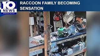 Raccoon family becomes overnight sensation at Bassett auto salvage yard