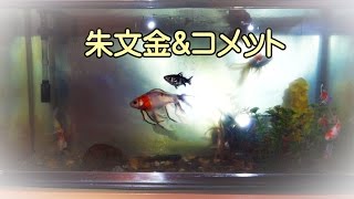 金魚（朱文金＆コメット）