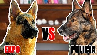 Structure dogs vs working dogs   Comparison