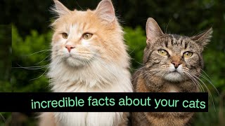 MindBlowing Facts About Your Cat You Won't Believe#animals#youtubevideos#cats#catlover#globalanimal