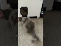 mist,dandelion and puff my outside cats