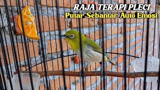 Download Lagu PANCINGAN PLECI MONTY AGAR NGERIWIK KASAR ‼️ Cocok Untuk Terapi Pleci Semua Jenis MP3