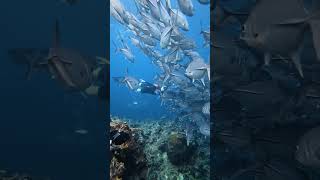 Colourful Sea 🐠 🐟 #dive #freediving #hobby #viral #shorts #ocean #water #fish #colorful #foryou #fyp