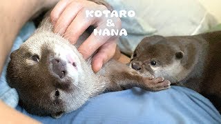カワウソコタローとハナ　自分の手が臭くないか確かめるコタロー　Otter Kotaro&Hana Can't Stop Sniffing Paws