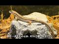 【ニホンカナヘビ飼育】#10 太っていた原因が判明しました。