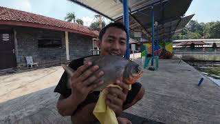 Mancing di Kolam Monsterfish, Fishing Valley Bogor 🎣😎 Strike Bawal, Patin, Lele, RTC Mantap..