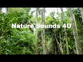 Nature Sounds - Australian Kookaburra And Forest Birds -relaxing-study-meditation-ambient-ASMR