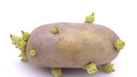 Std 5 Basic Science  Unit 1 Class 06  Whiteboard ID