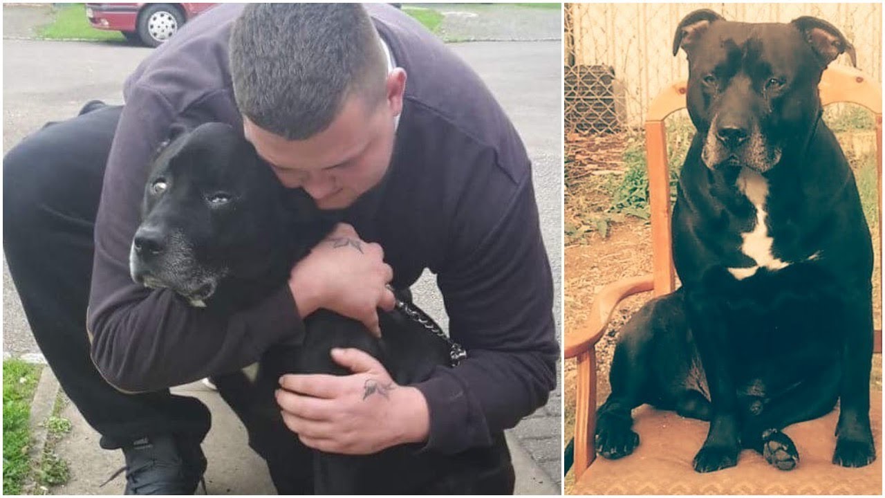 This Man Hit Rock Bottom And Went To Commit …??, But Then His Dog Acted In The Craziest Way