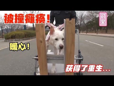 狗狗被撞瘫痪，肇事司机逃走，大家劝主人埋掉，一年后被暖哭