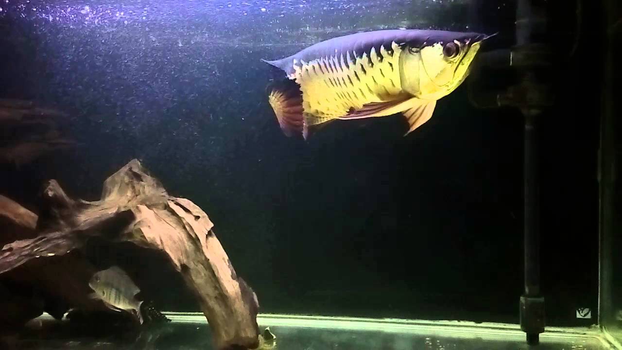 紅尾金龍兩歲半記錄16 01 30 Youtube