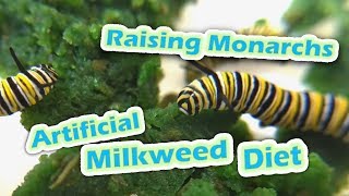 Raising Monarchs  Artificial Milkweed Diet (Help The Monarch Butterfly)