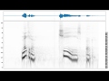 Male speech scrolling spectrogram