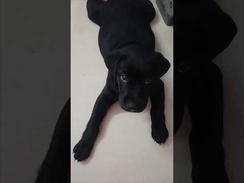 #puppy❤️#cute❤️#baby❤️