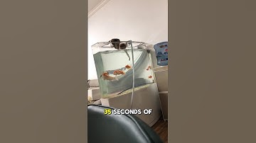 35 Seconds of Pure Cat Chaos You Didn