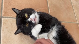お散歩中いきなり甘えだすもんた