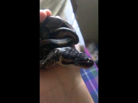 Ball python impaction?