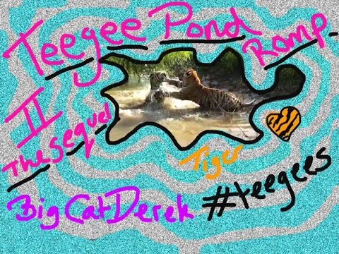 leopard print Teegee Pond Romp: The Sequel | YOUNG TIGERS PLAY IN POND