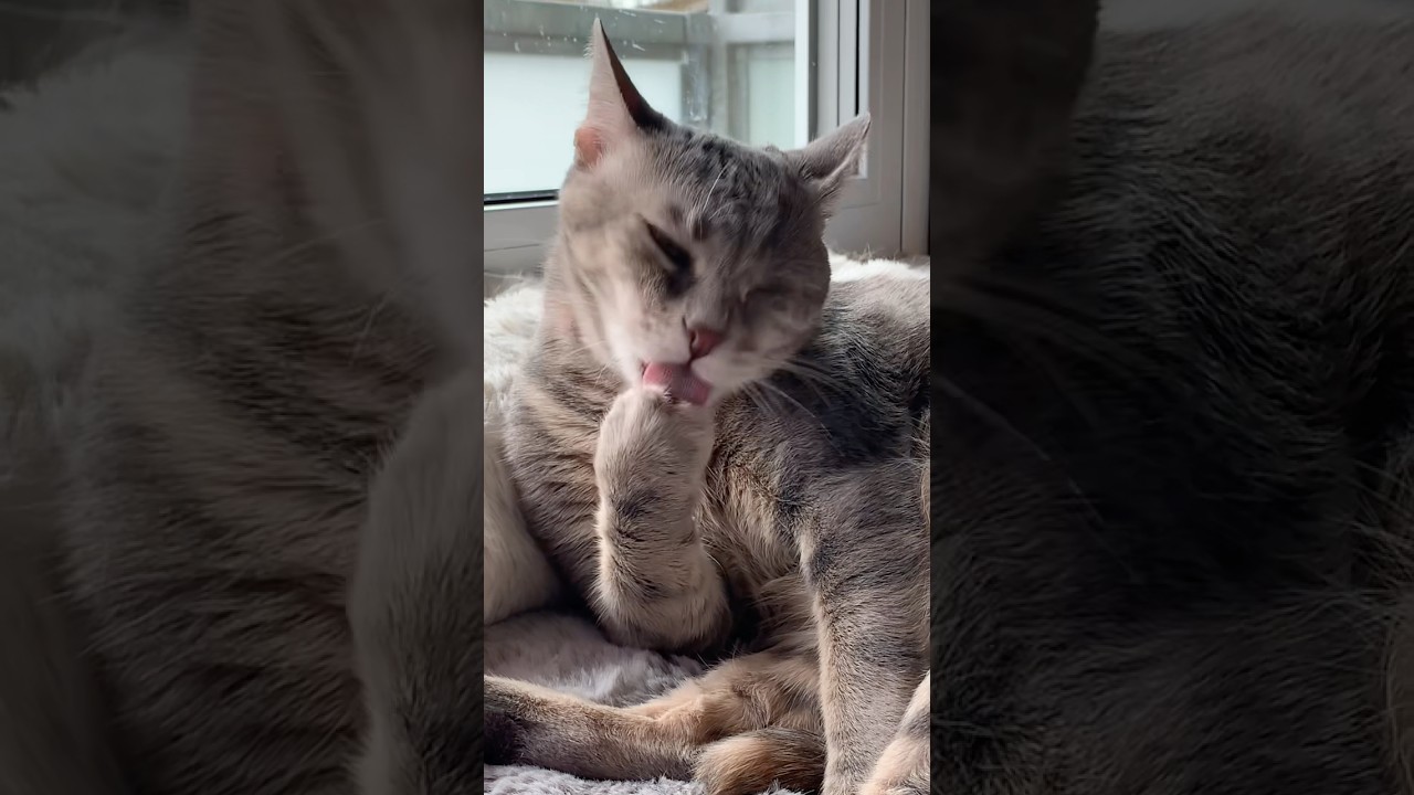 CATkada #lefkada #suzy #cat #shorts #catshorts