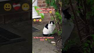 #beautifulkitty#kittyvedio#kitten