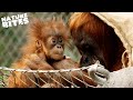 Surprise Orangutan Birth Shocks Zookeepers | The Secret Life of the Zoo | Nature Bites