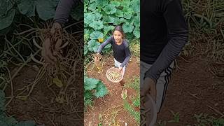 Davi Colhendo A Segunda Safra De Feijão Que Ele Plantou Ão