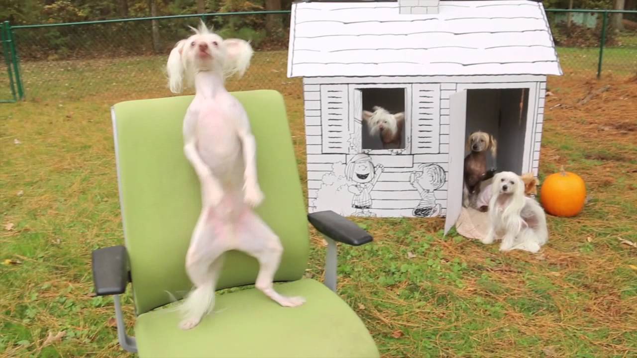 Hairless Dancing Nathan Feel Better when You're Dancing...Nekkid