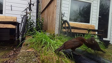 bird fights with mirror reflection