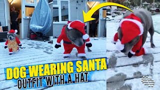 Dog Runs Into Snowy Garden Wearing Santa Outfit With Its Hat On