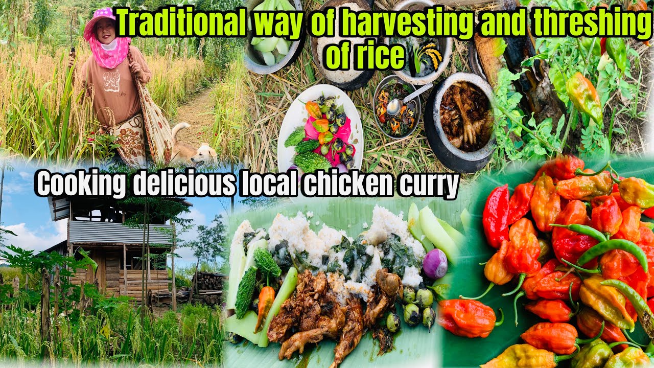 Традиционный способ сбора и обмолота риса. Сбор королевского перца чили с @catherinemom