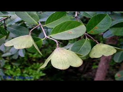 Cancerina Para Que Sirve Y Como Se Prepara La Cancerina En La Salud Para Que Sirve La Cancerina Y El Cuachalalate Youtube