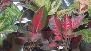 Lelang Aglaonema