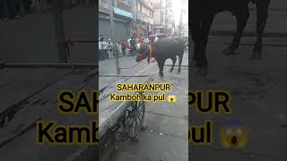Saharanpur Kamboh ka Pul pe Pada Bigda #Eid2026 #trending #viral