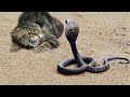 Cat vs Snakes 😱 Sleeping Cat frightens 😂 Snake Cobra VS Cat - Amazing Cat Attack