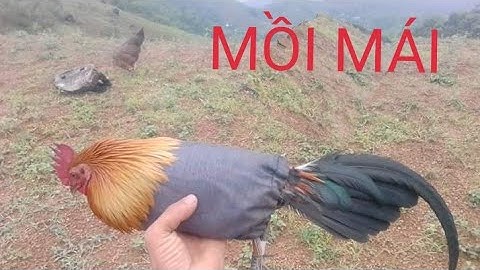 Bẫy gà rừng bằng mồi mái cực nhanh bổi trống quá sung- Wild chicken trap with female bait 2020