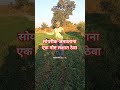 शेतकरी#शेती#shetkari #farming#shorts#farmer #marathi#dialogue#yt #shortviral#vairal#video