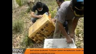 RATUSAN BURUNG TUJUAN JAWA INI BERASAL DARI JAMBI