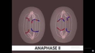 Anaphase 2