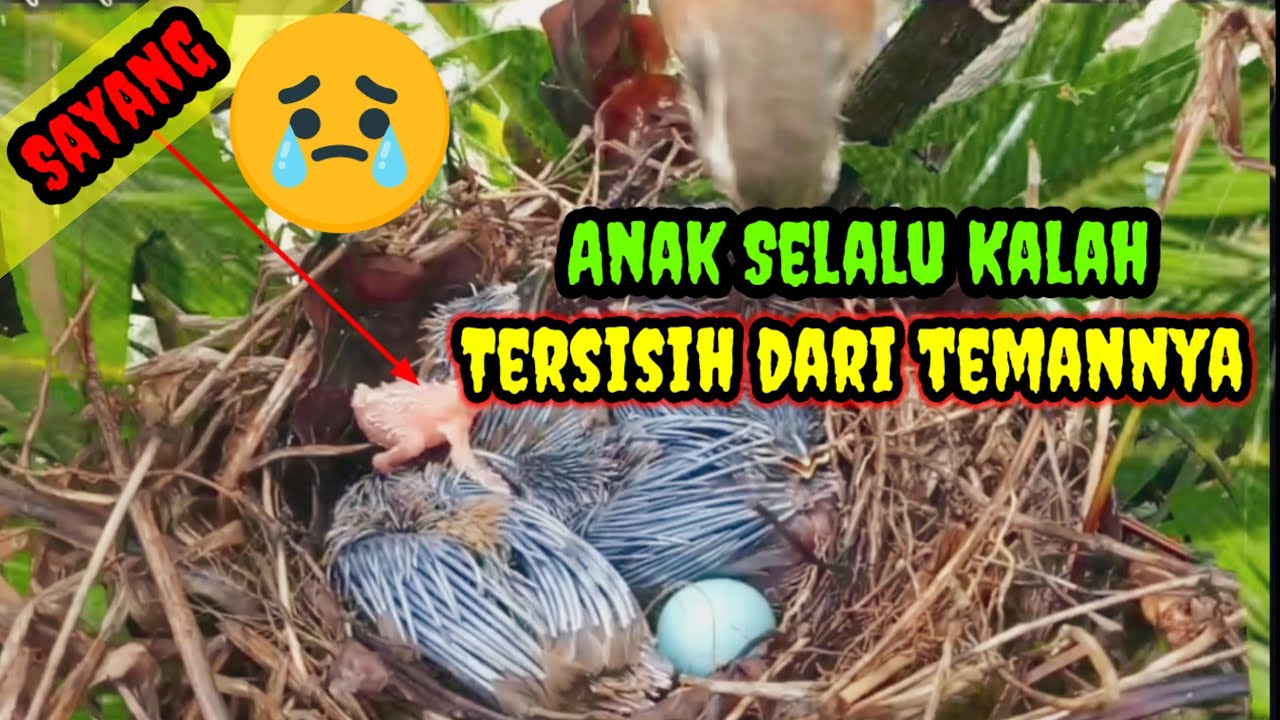 Kasihan bayi Burung ini karena terlambat Menetas jadi Kalah BESAR dengan Yang Lain