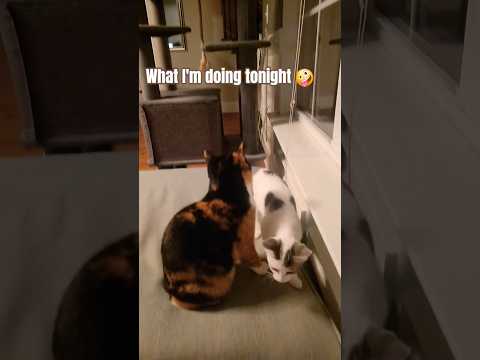 Friday Plans Trending Funny Ytshorts Trendingshorts Cute Cat Catvideos Catshorts Coconico