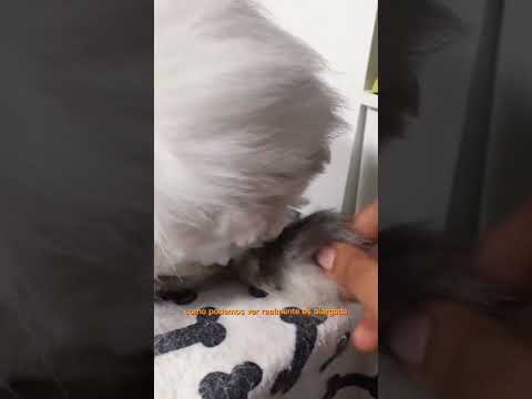 La cola de los conejos no es una bolita 😱