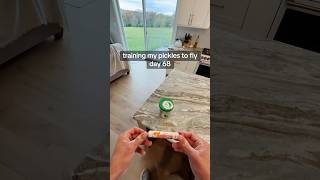 Flying Pickles? @smarties