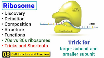 Ribosome structure and function | Complete concept with Tricks | J Biology