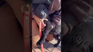 Elite Puppy Training - Babe day 8  #dogtrainer #puppytraining #puppy #dogtraining