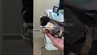 minha pomba só tem UMA ASA???