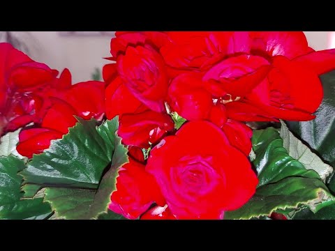 Video: Înmulțirea Frunzelor Begoniei: Instrucțiuni Pas Cu Pas Pentru Propagarea și înrădăcinarea Begoniilor Acasă. Cum Să Crească Begonia Dintr-o Frunză?