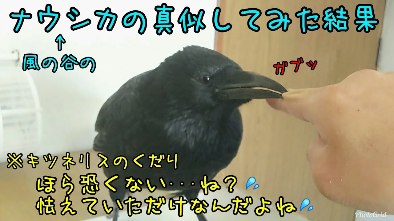 人食いカラス カラスに噛みつかれたからナウシカのマネをしてみた ストーキング猫 カラス 猫 Youtube 人食いカラス カラスに噛みつかれたからナウシカのマネをしてみた ストーキング猫 カラス 猫 Youtube