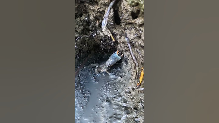 HUGE CRAB Emerges from Hidden Mud Hole! 🦀💦 | Epic Catch of a Swamp Giant