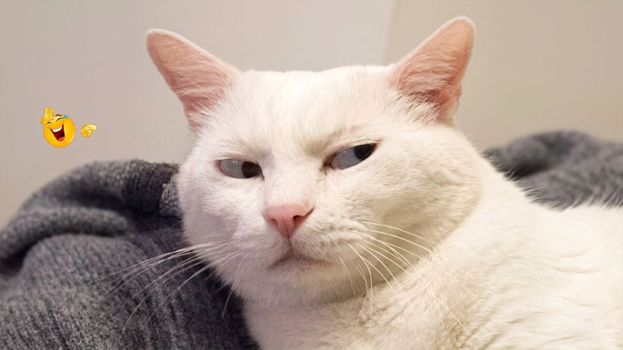 Impossible Not to Laugh at These Cats 🤣😹 | Cat Compilation